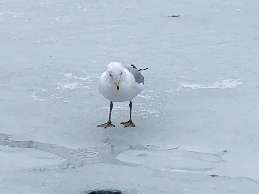 IMG_6315.jpg?type=w966