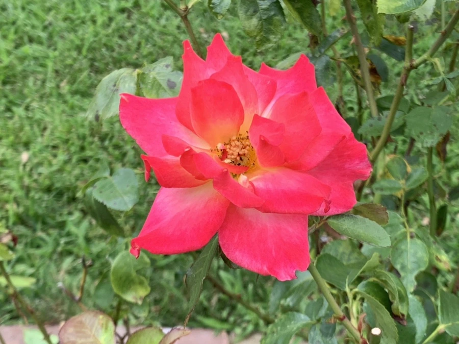 IMG_5098.jpg?type=w966