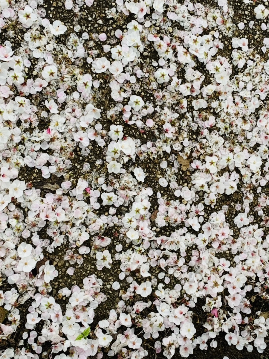 IMG_1298.jpg?type=w966