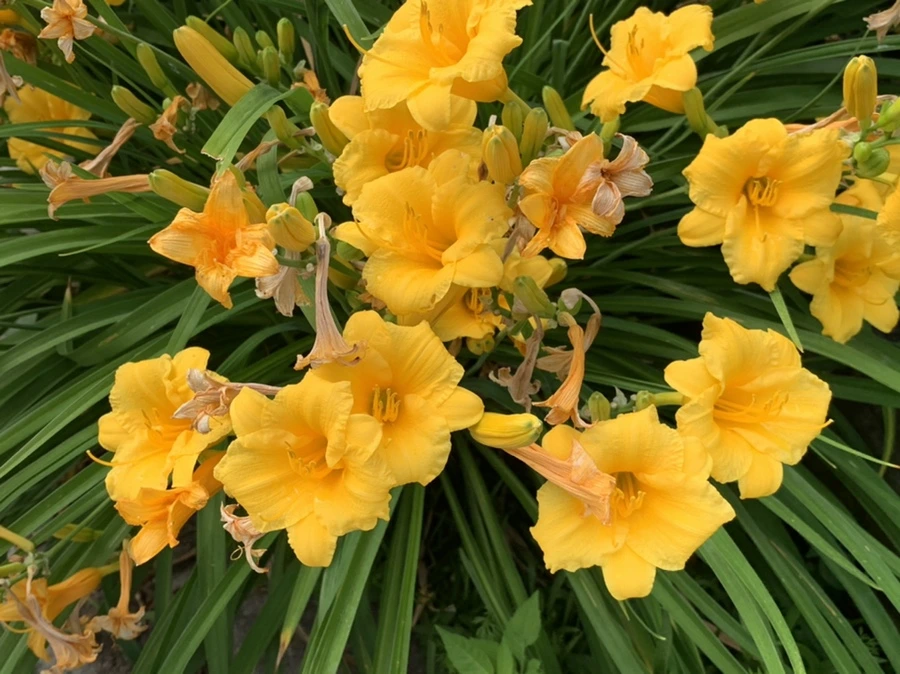 IMG_6018.jpg?type=w966