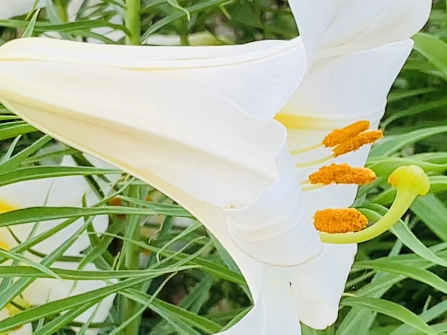 IMG_5650.jpg?type=w966