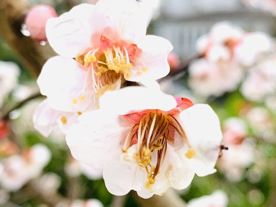 IMG_3902.jpg?type=w966