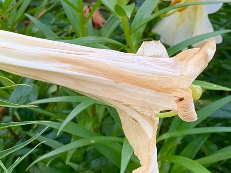 IMG_5930.jpg?type=w966