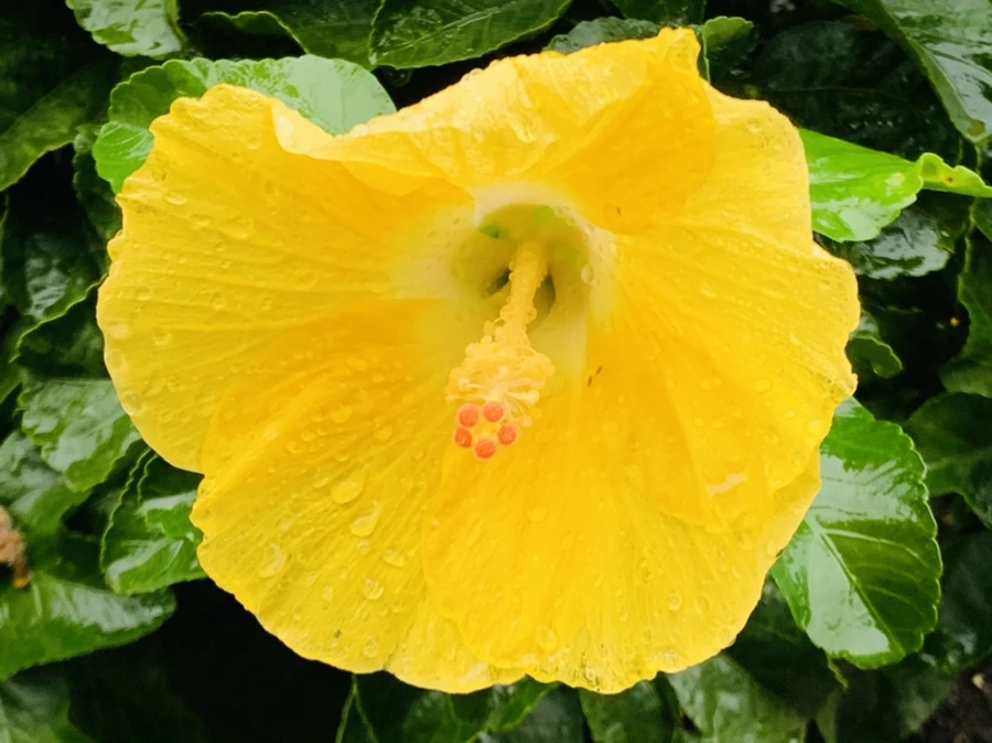 IMG_3639.jpg?type=w966