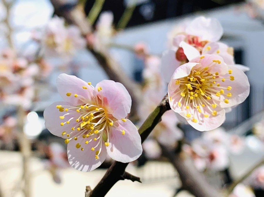 IMG_0981.jpg?type=w966