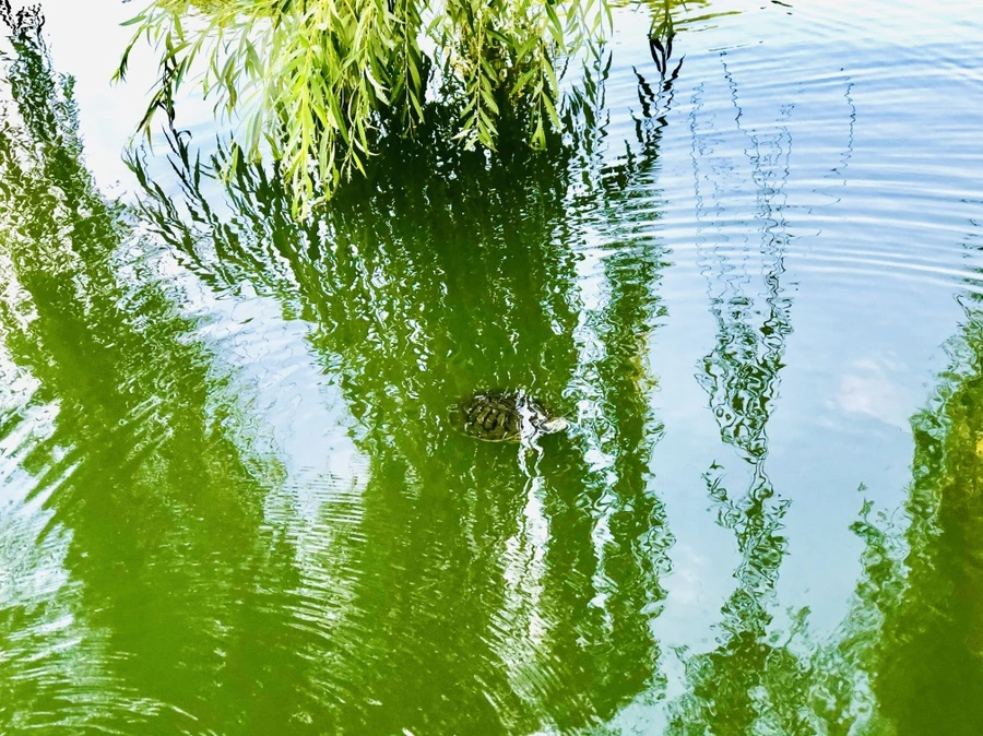 IMG_1658.jpg?type=w966