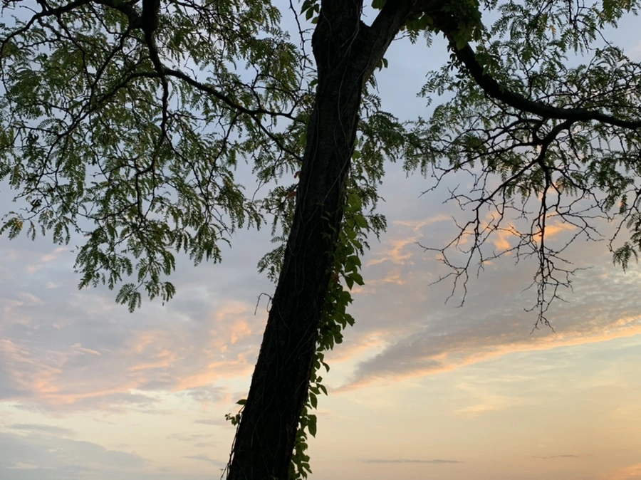 IMG_1210.jpg?type=w966