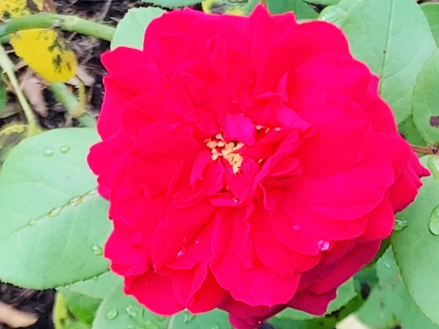 IMG_8533.jpg?type=w966