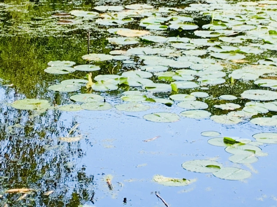 IMG_7508.jpg?type=w966