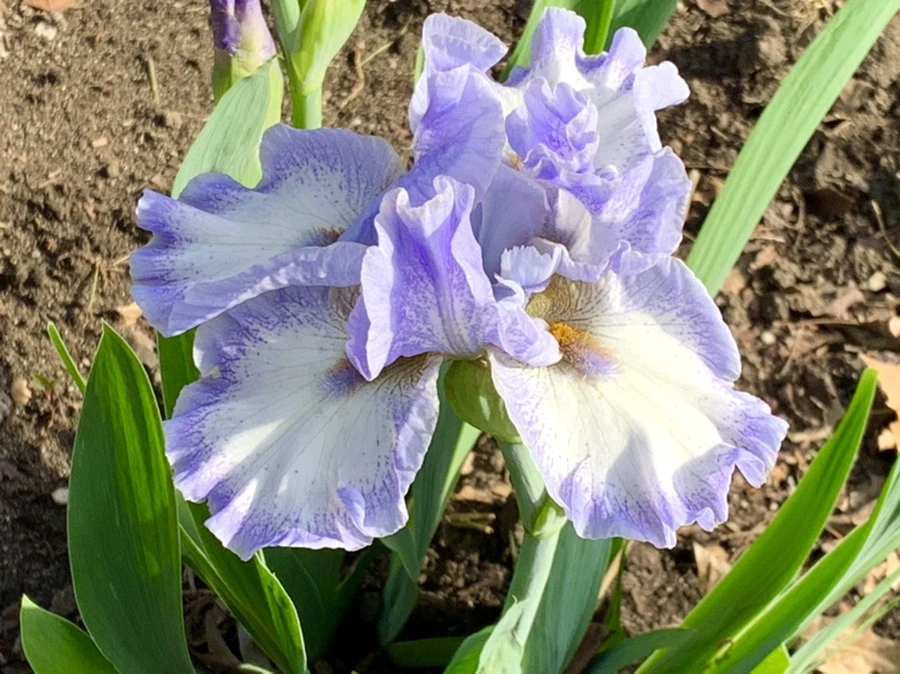 IMG_1093.jpg?type=w966