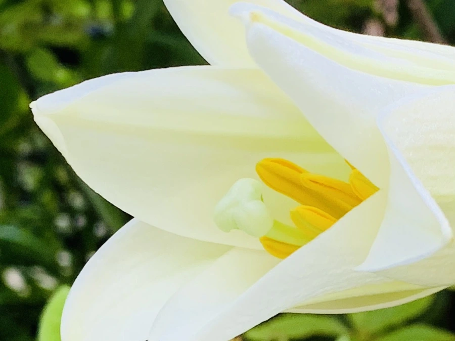 IMG_8754.jpg?type=w966