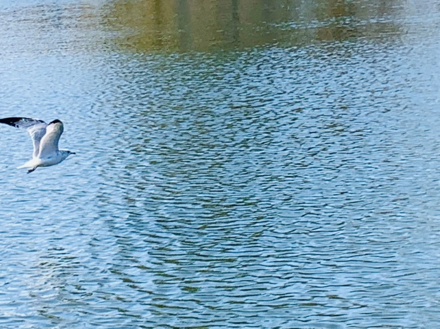 IMG_9369.jpg?type=w966