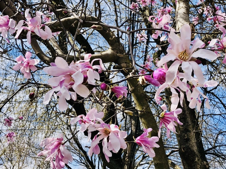 IMG_6574.jpg?type=w966