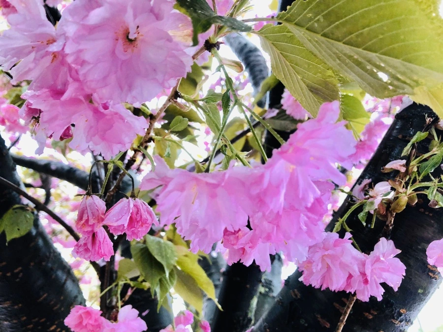 IMG_7181.jpg?type=w966