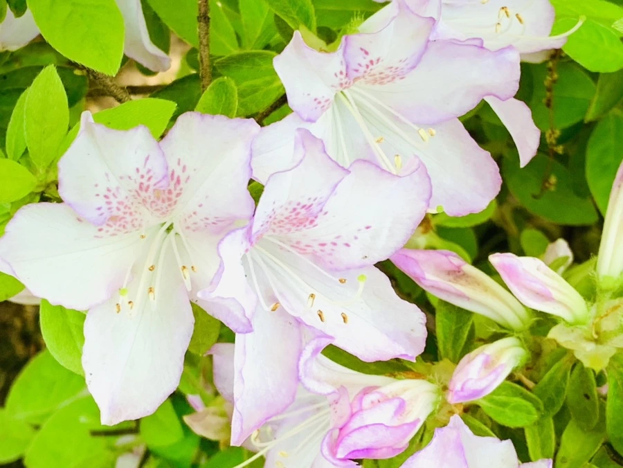 IMG_0469.jpg?type=w966