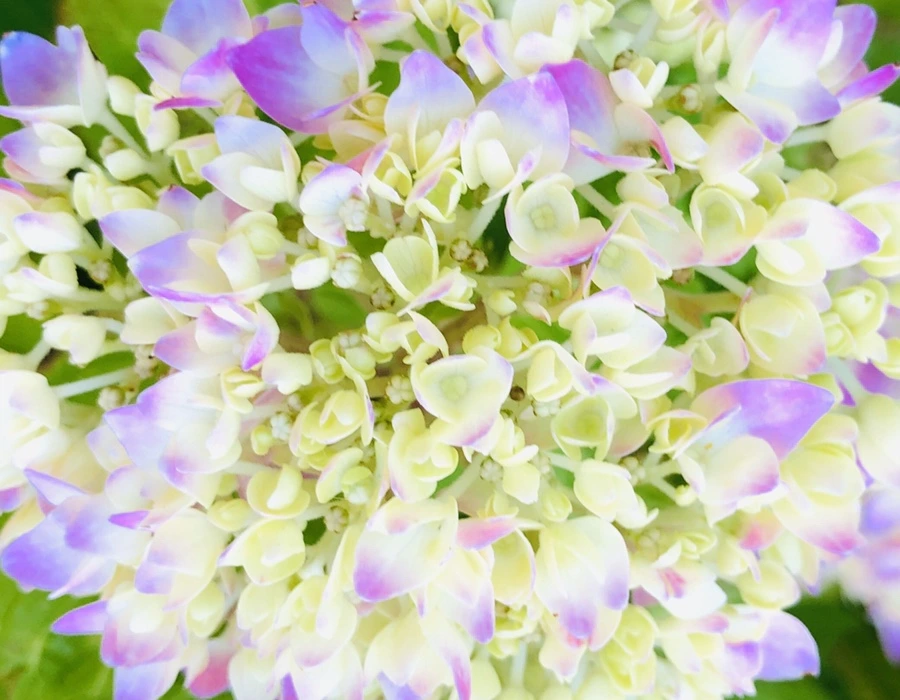 IMG_8675.jpg?type=w966