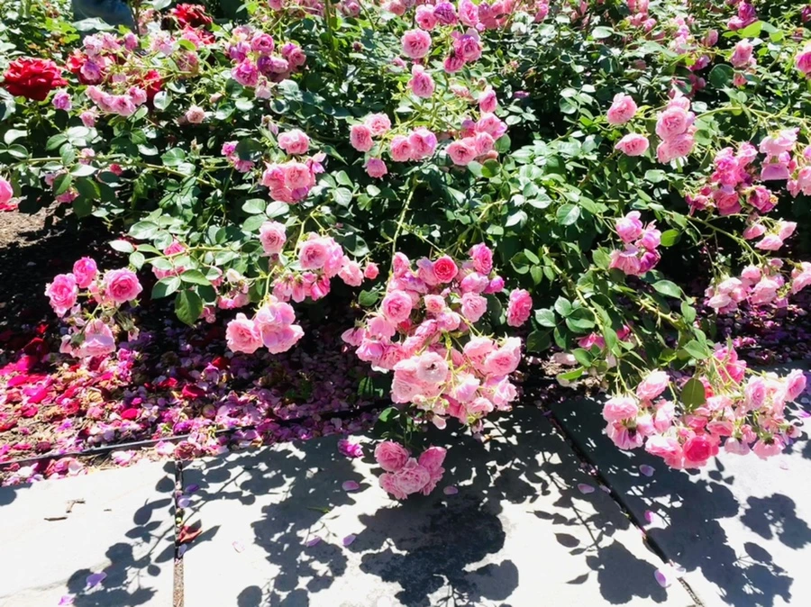 IMG_4144.jpg?type=w966