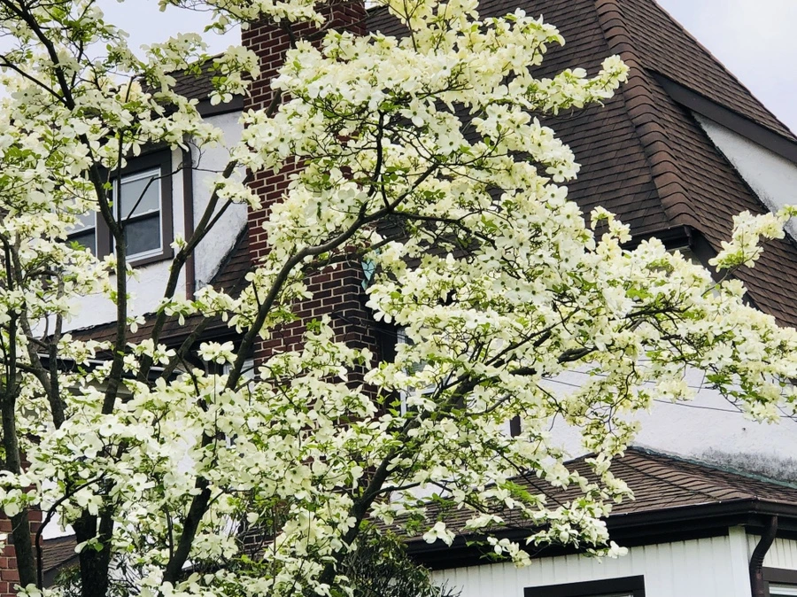 IMG_4031.jpg?type=w966