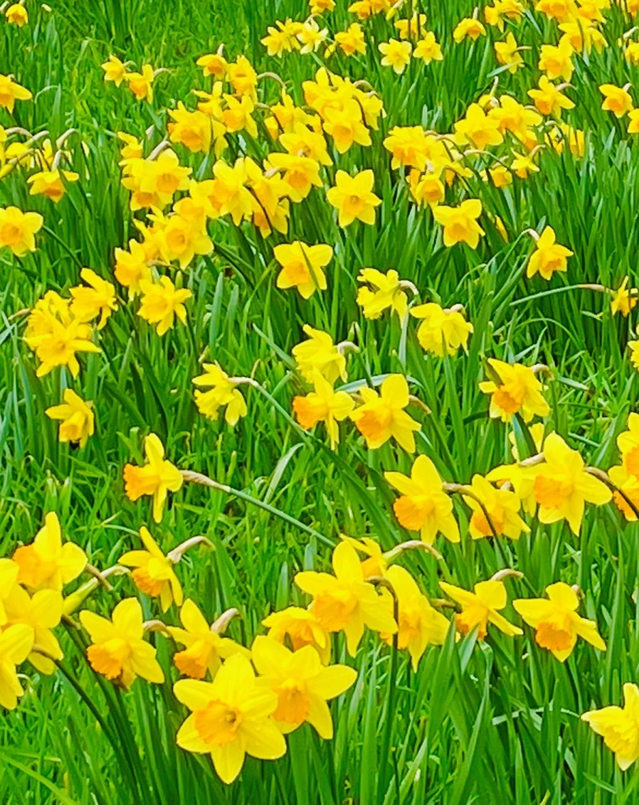 IMG_7468.jpg?type=w966