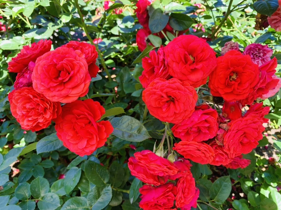 IMG_4139.jpg?type=w966