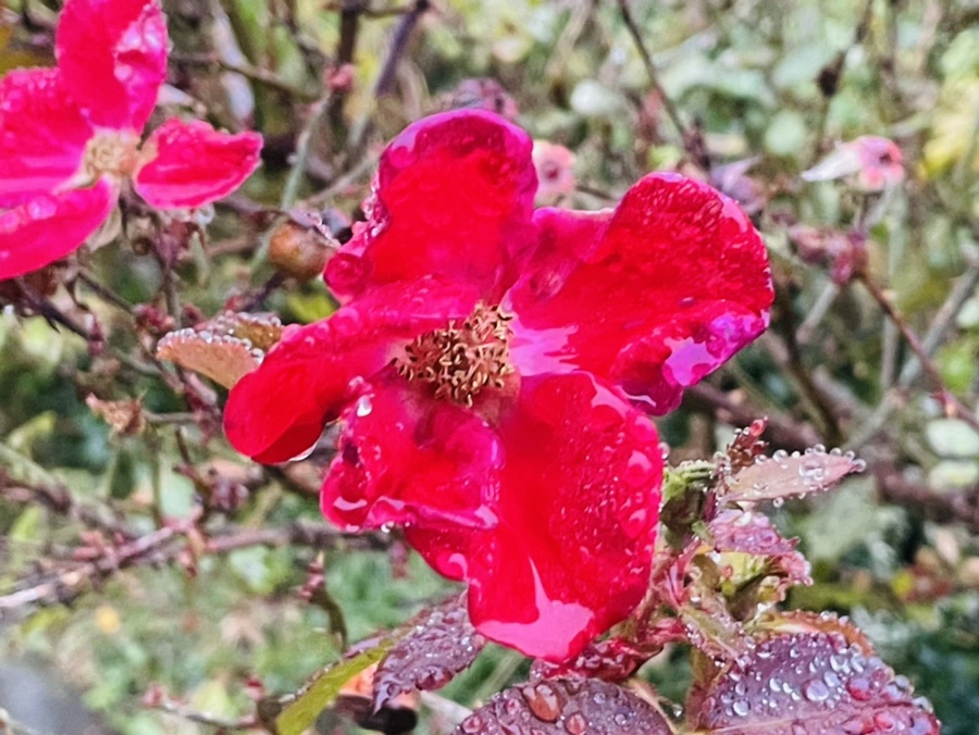 IMG_6428.jpg?type=w966