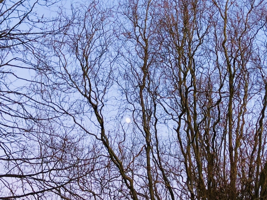 IMG_8315.jpg?type=w966