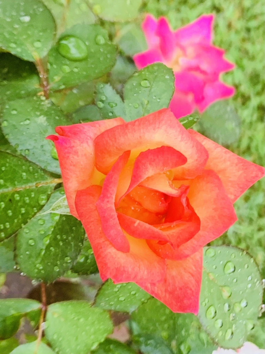 IMG_3732.jpg?type=w966