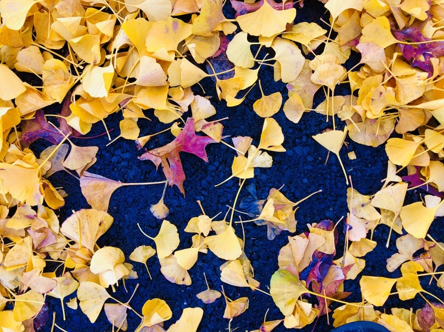 IMG_4646.jpg?type=w966