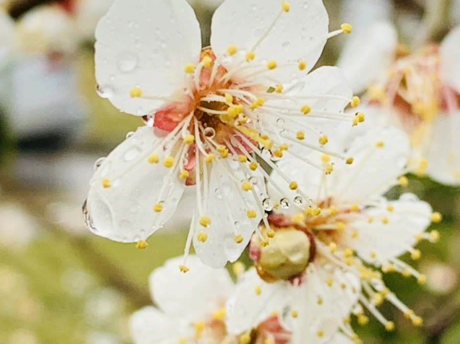 IMG_1968.jpg?type=w966