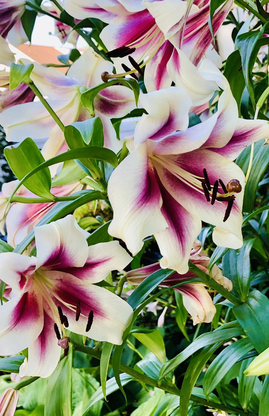 IMG_1907.jpg?type=w966