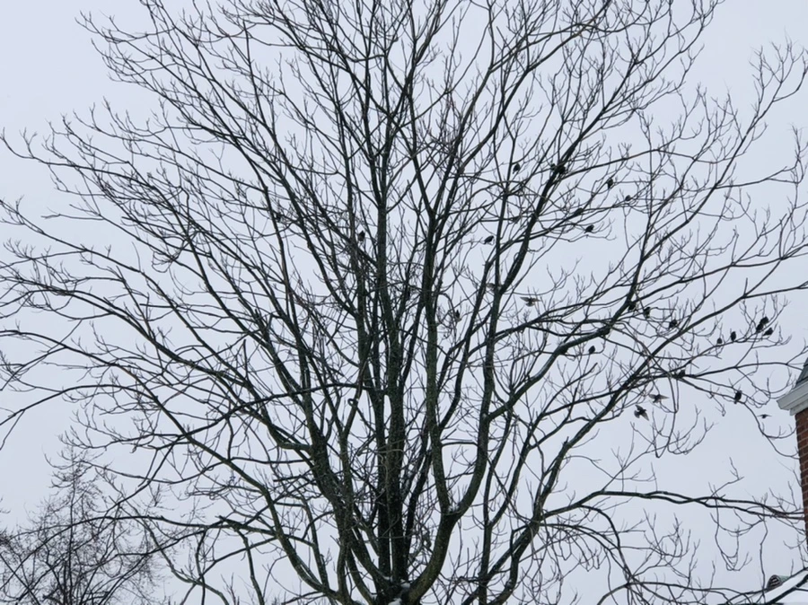 IMG_9048.jpg?type=w966