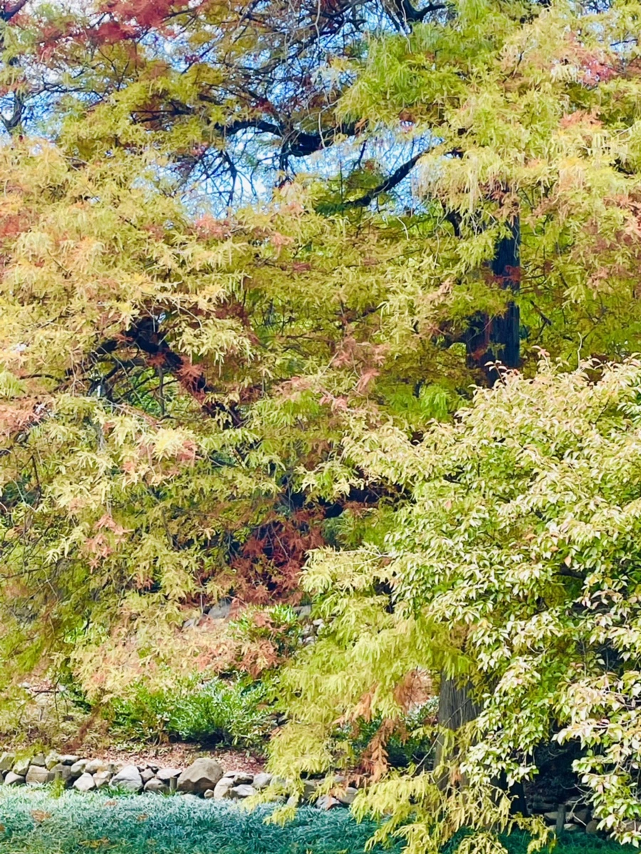 IMG_0195.jpg?type=w966