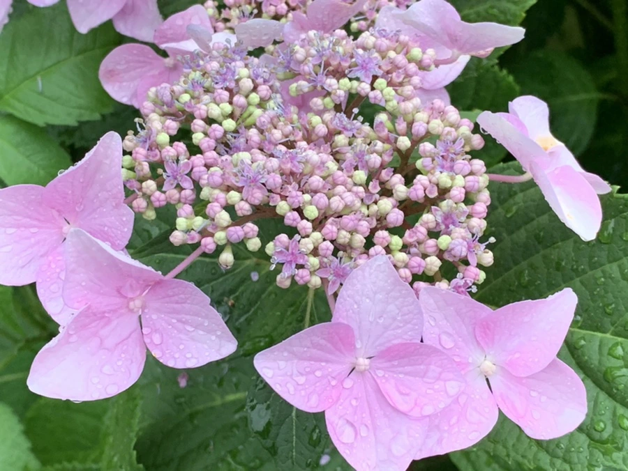 IMG_6200.jpg?type=w966