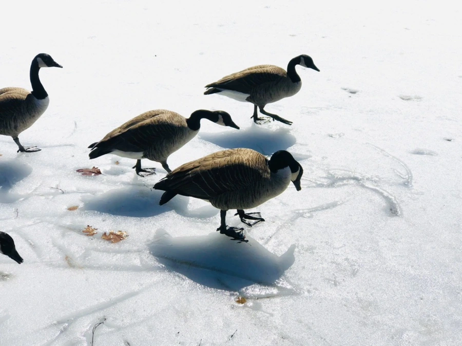 IMG_4504.jpg?type=w966