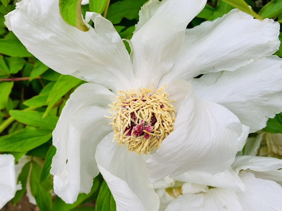 IMG_8940.jpg?type=w966