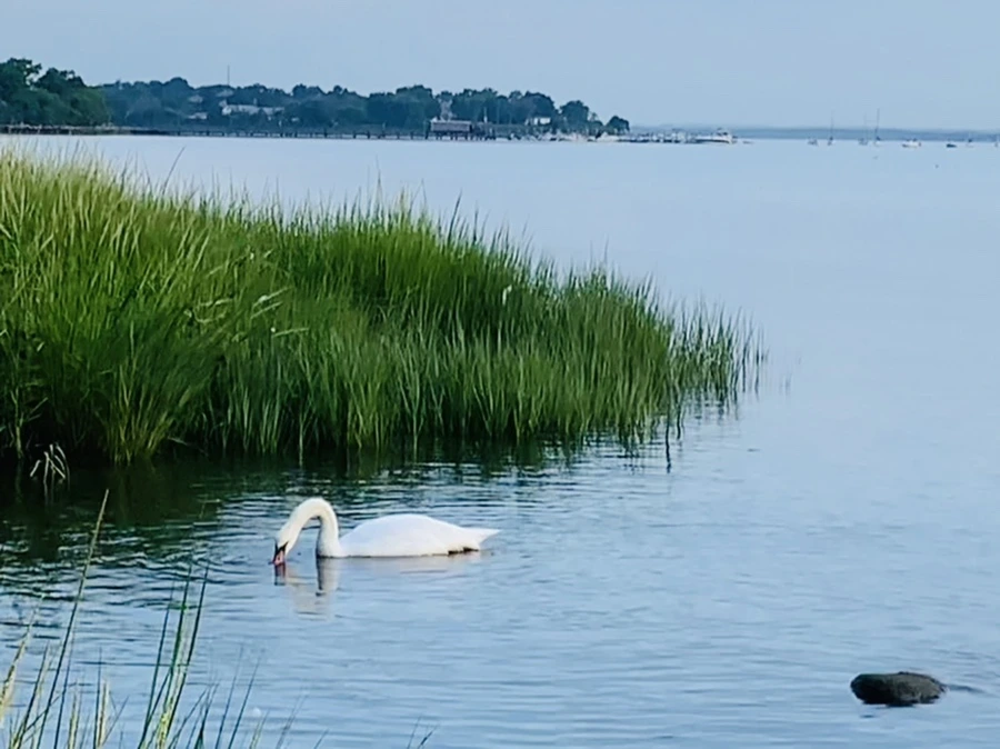 IMG_1382.jpg?type=w966