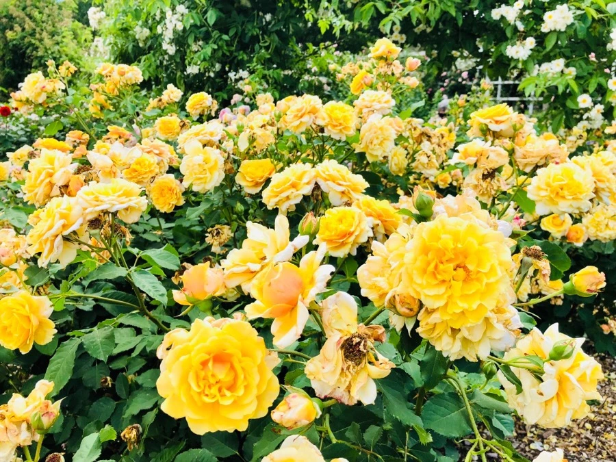 IMG_7859.jpg?type=w966