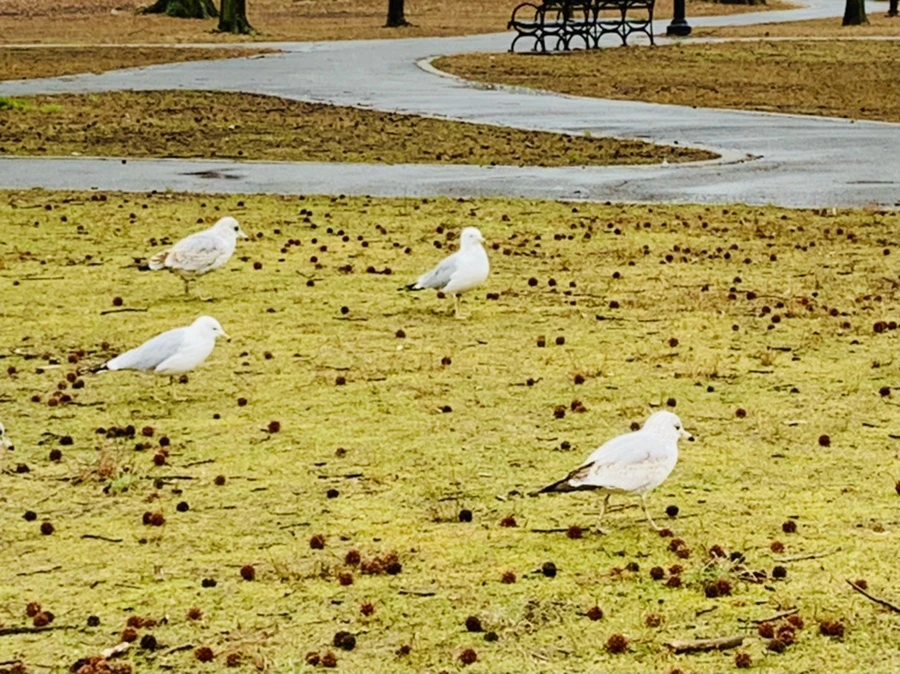 IMG_2060.jpg?type=w966