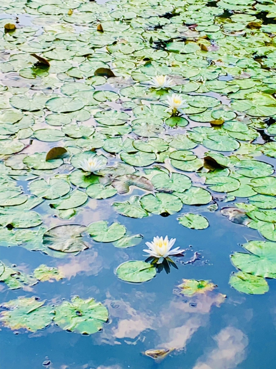 IMG_5848.jpg?type=w966