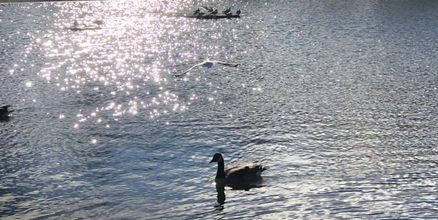 IMG_1221.jpg?type=w966