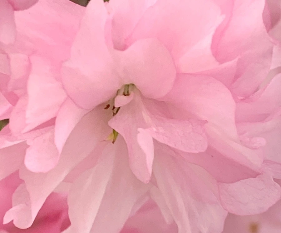 IMG_5500.jpg?type=w966