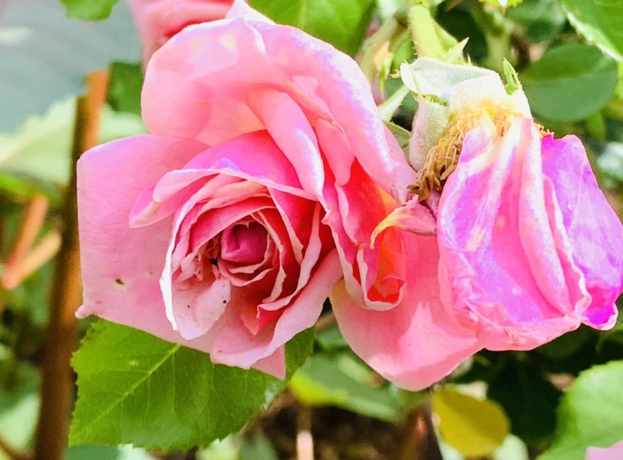 IMG_0547.jpg?type=w966