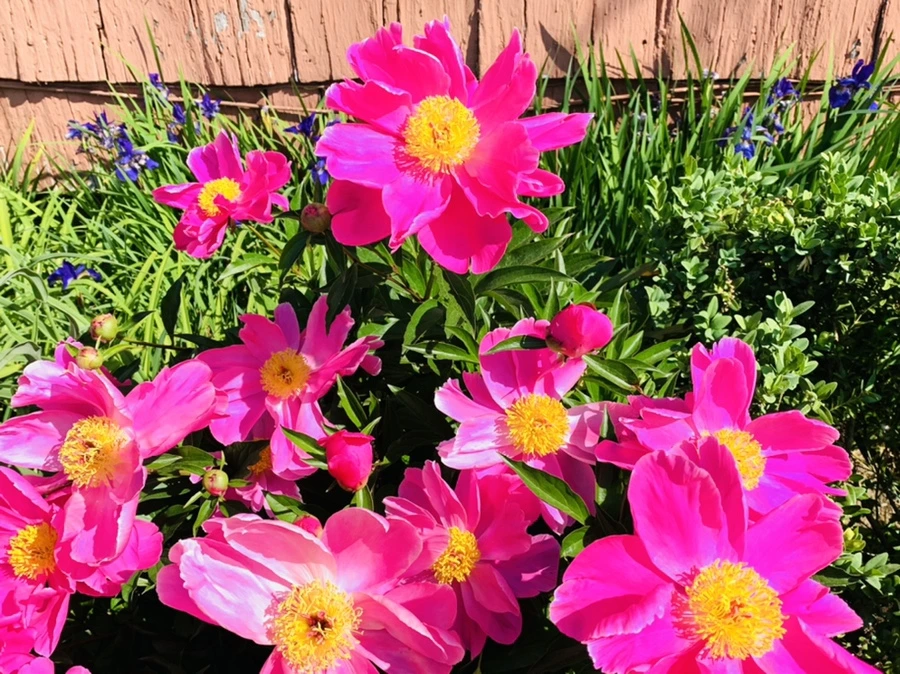 IMG_4649.jpg?type=w966