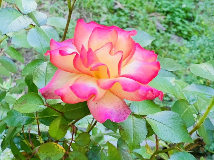 IMG_3499.jpg?type=w966