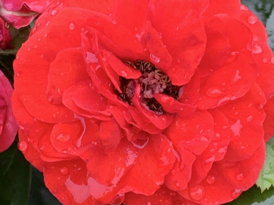 IMG_0931.jpg?type=w966