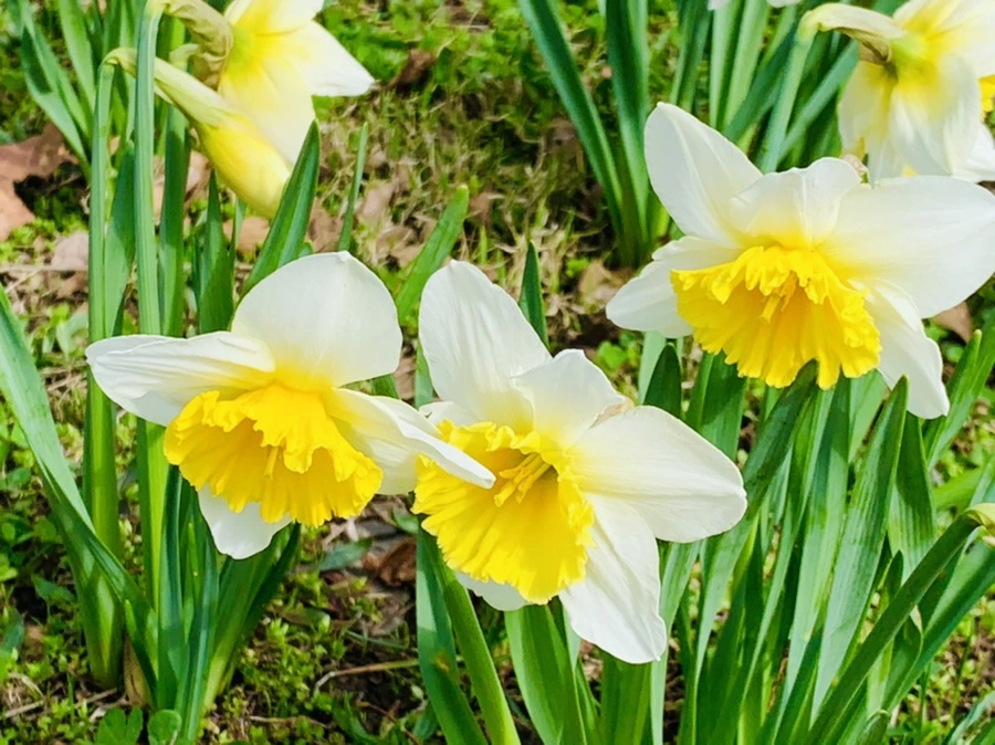 IMG_6367.jpg?type=w966