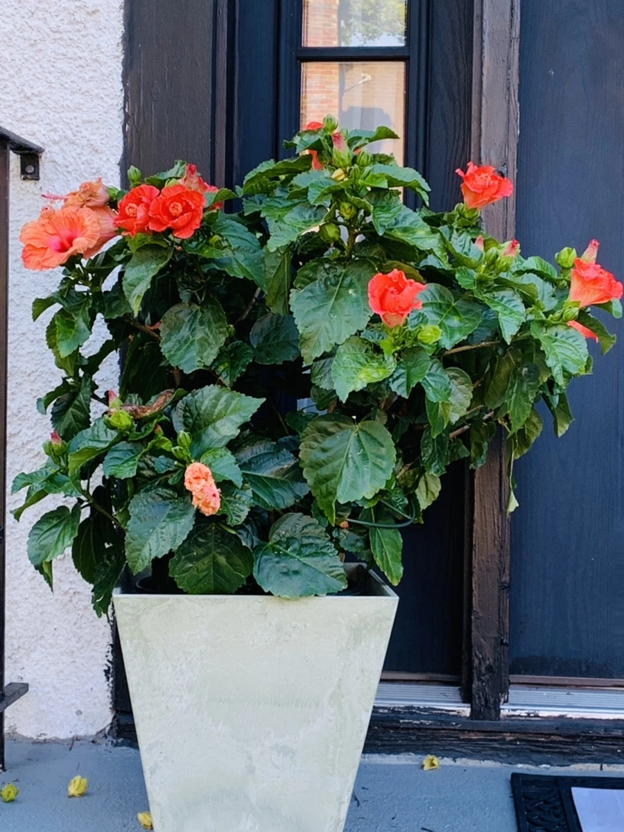 IMG_0326.jpg?type=w966