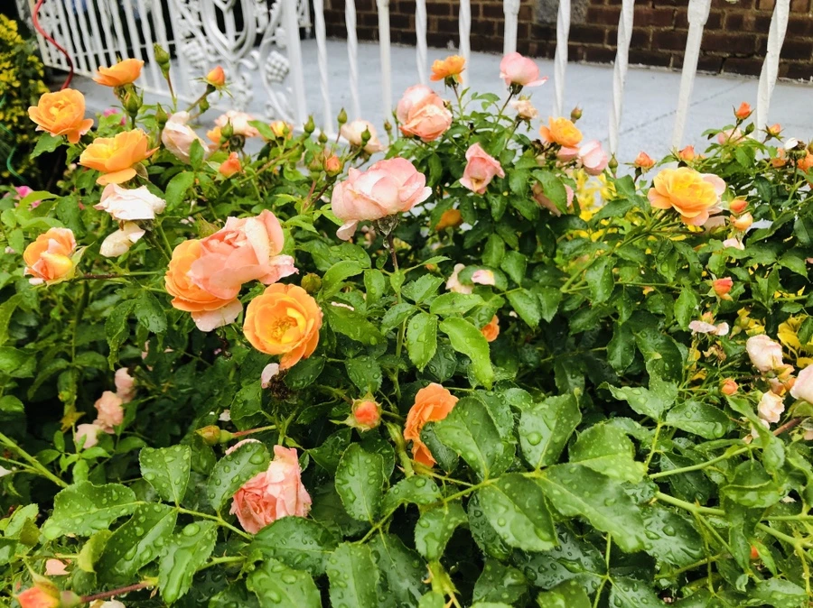 IMG_5816.jpg?type=w966