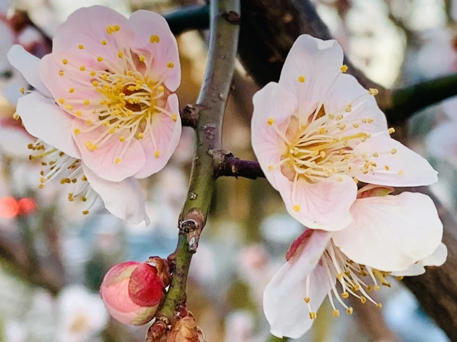 IMG_2371.jpg?type=w966