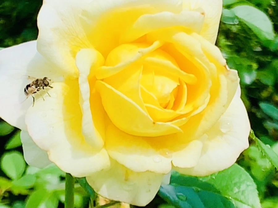 IMG_8513.jpg?type=w966